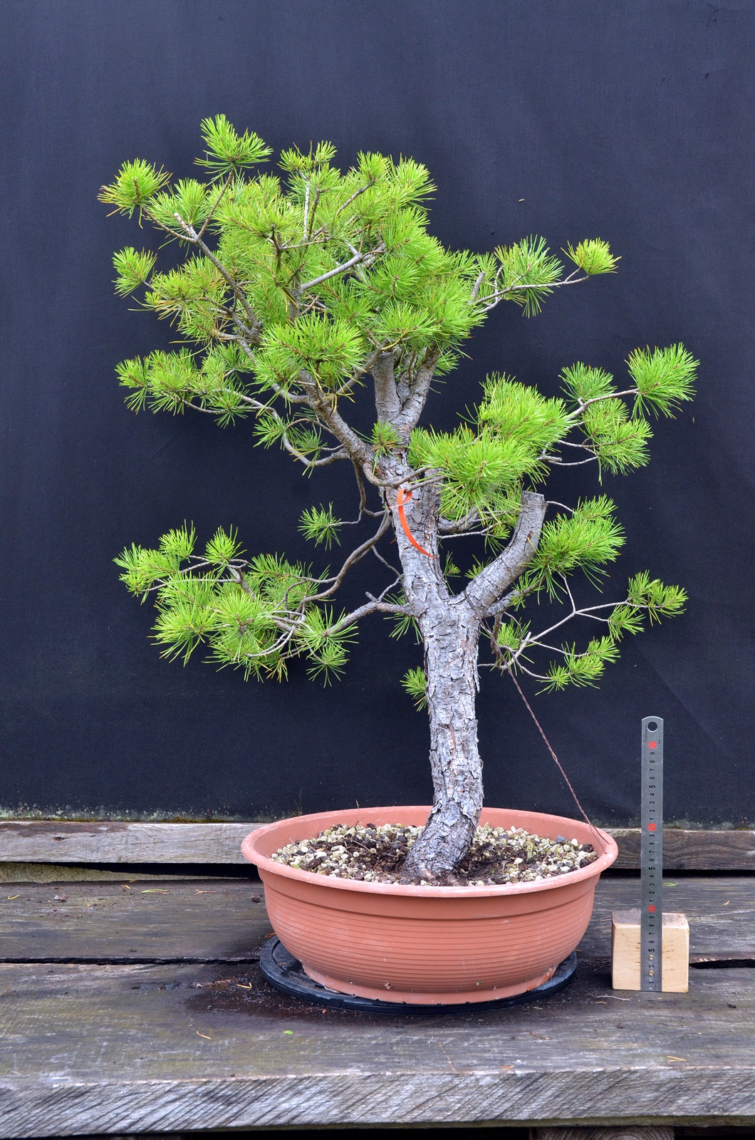 Pinus 051