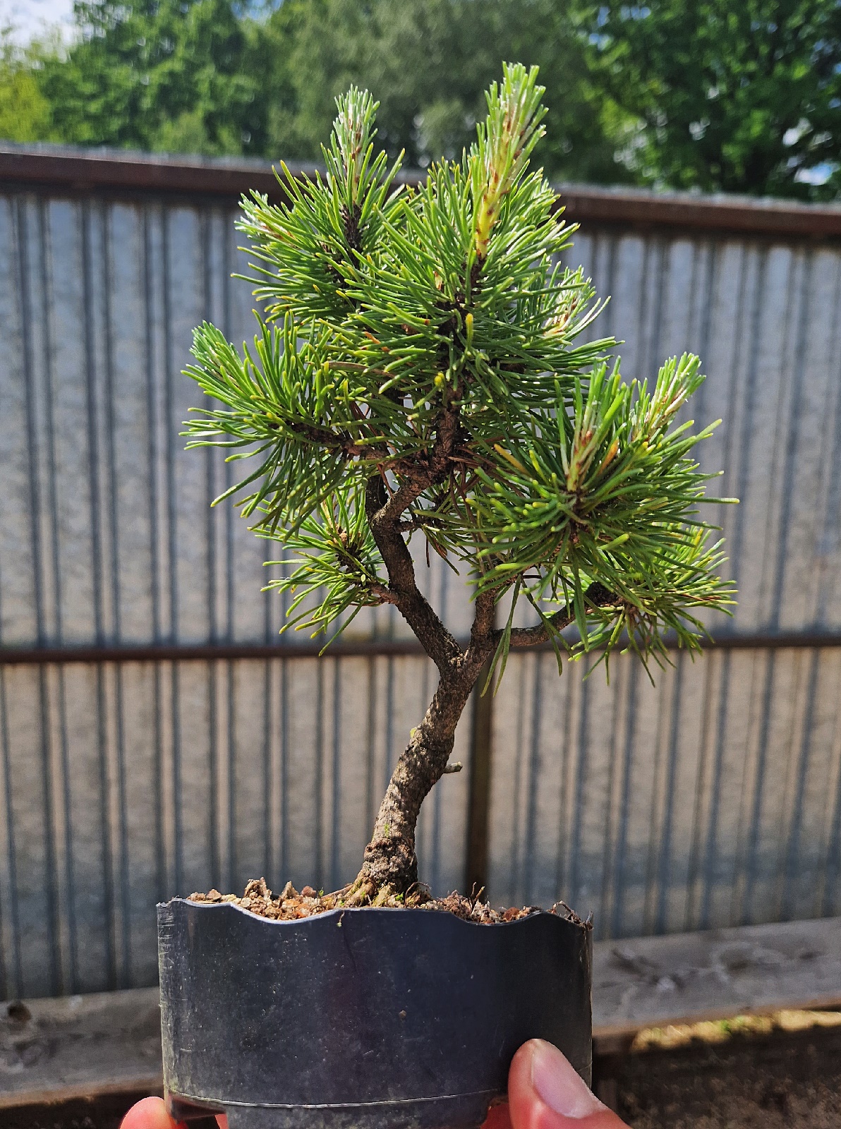 Pinus mugo 01