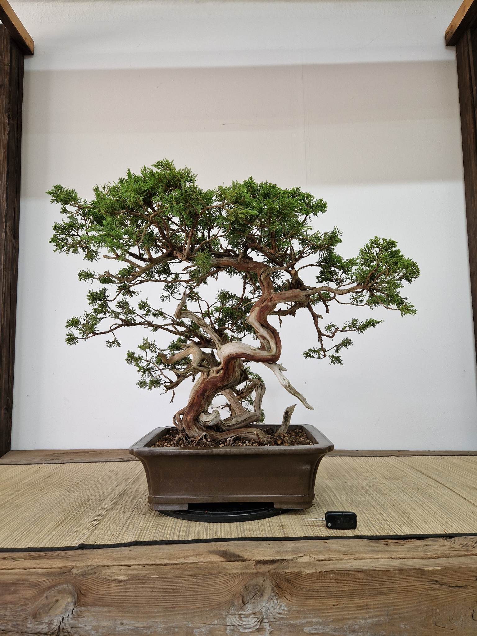 Juniperus sabina S