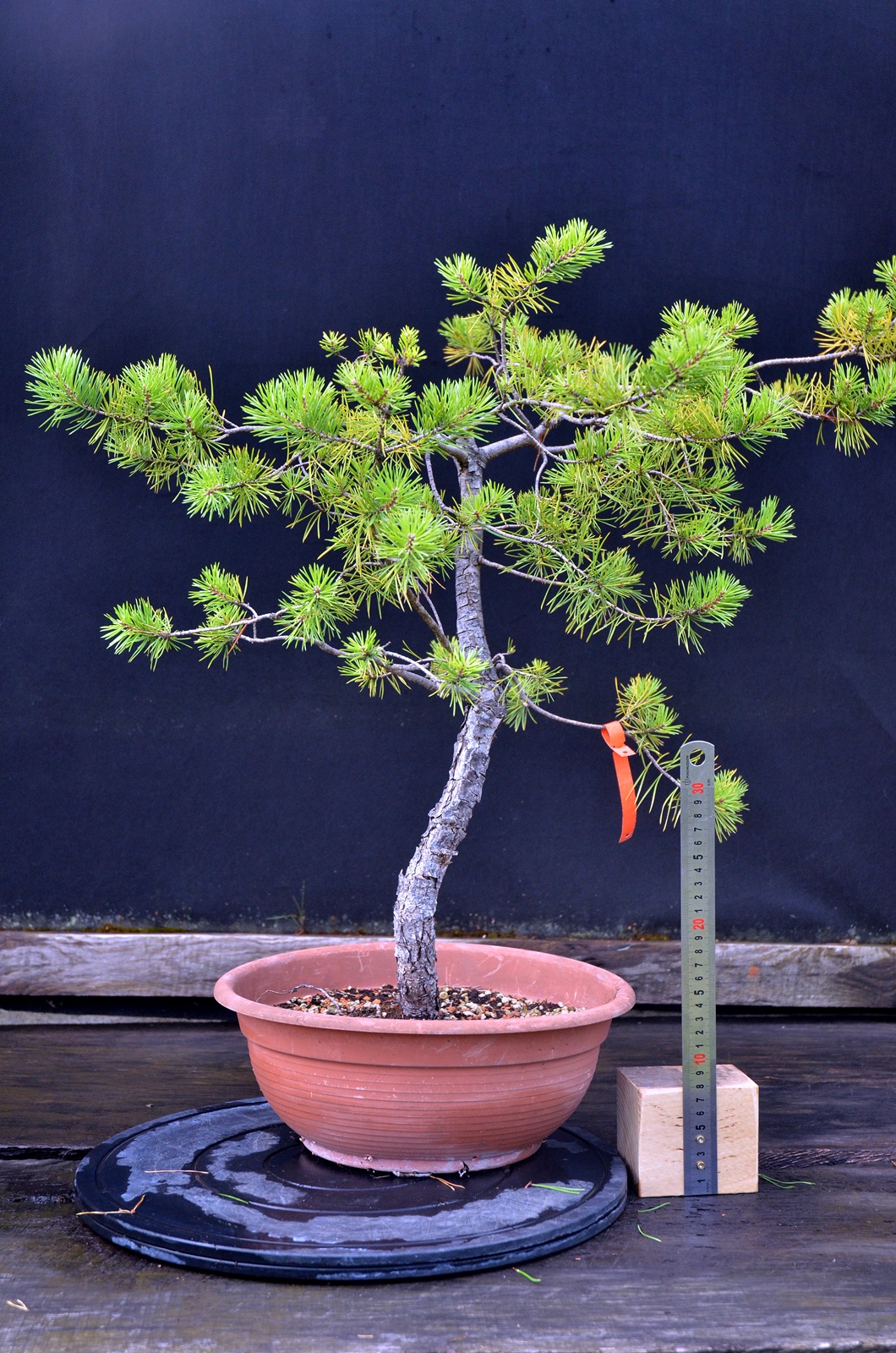 Pinus 001