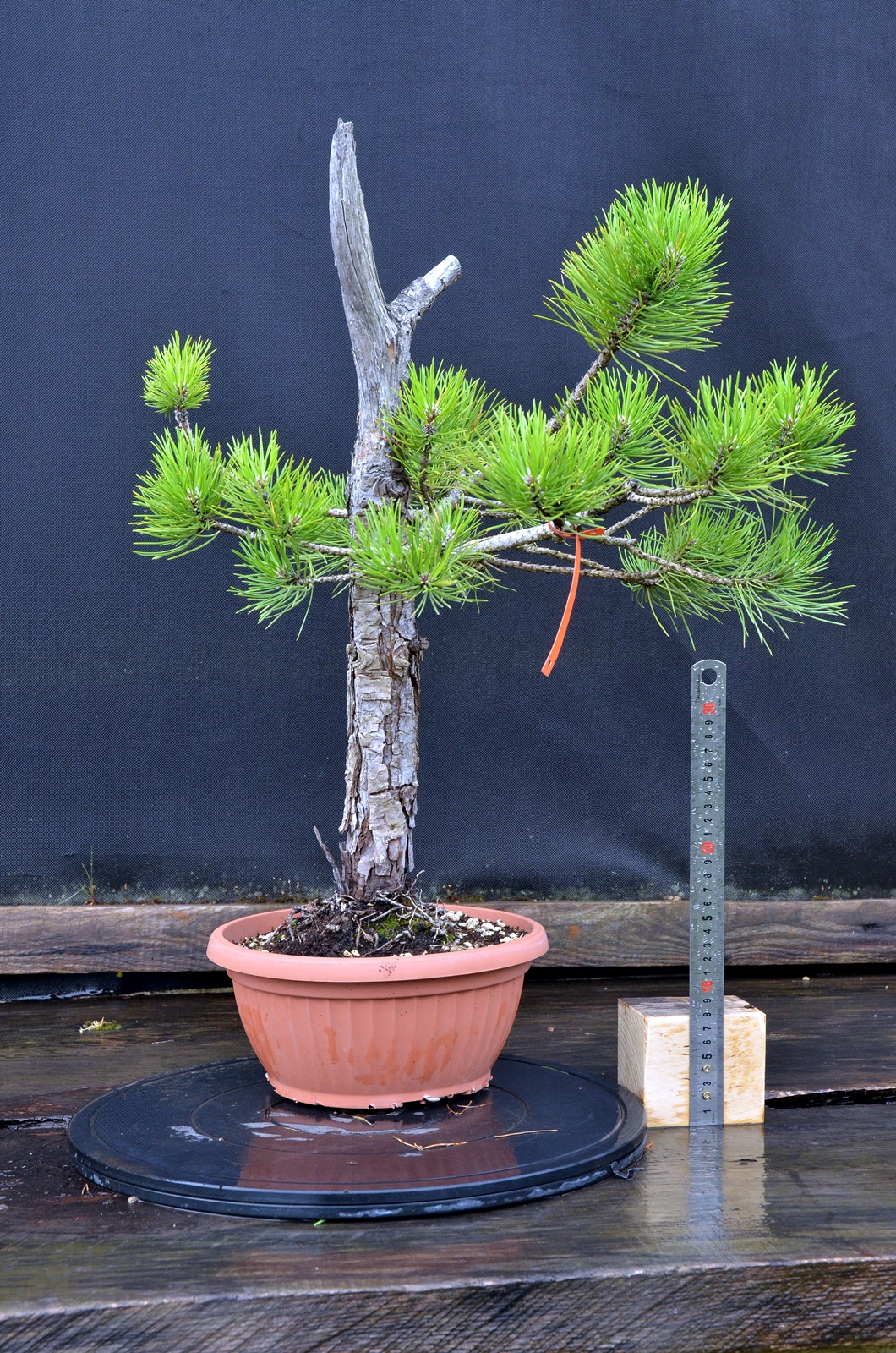 Pinus mugo 03