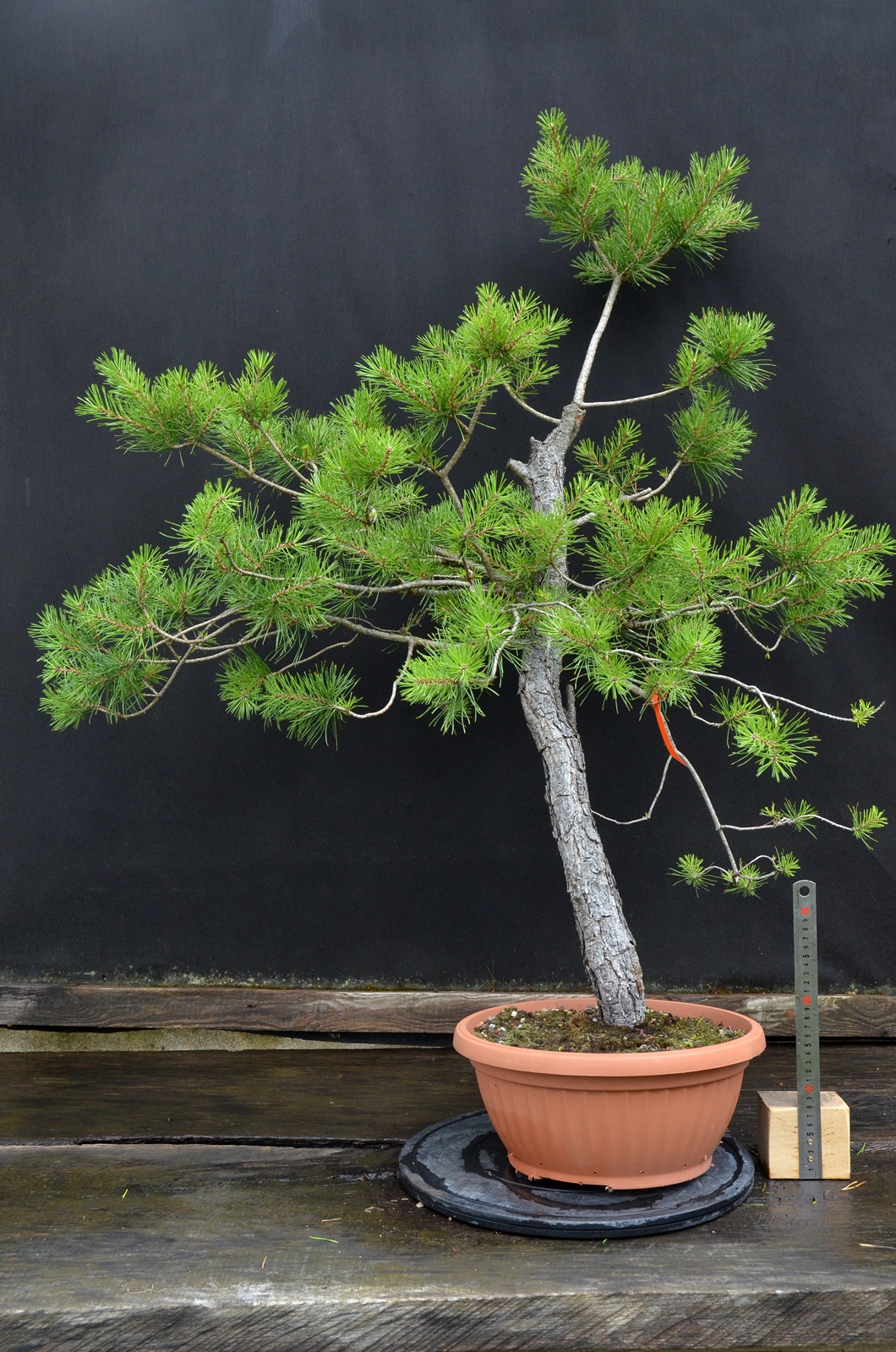 Pinus 008