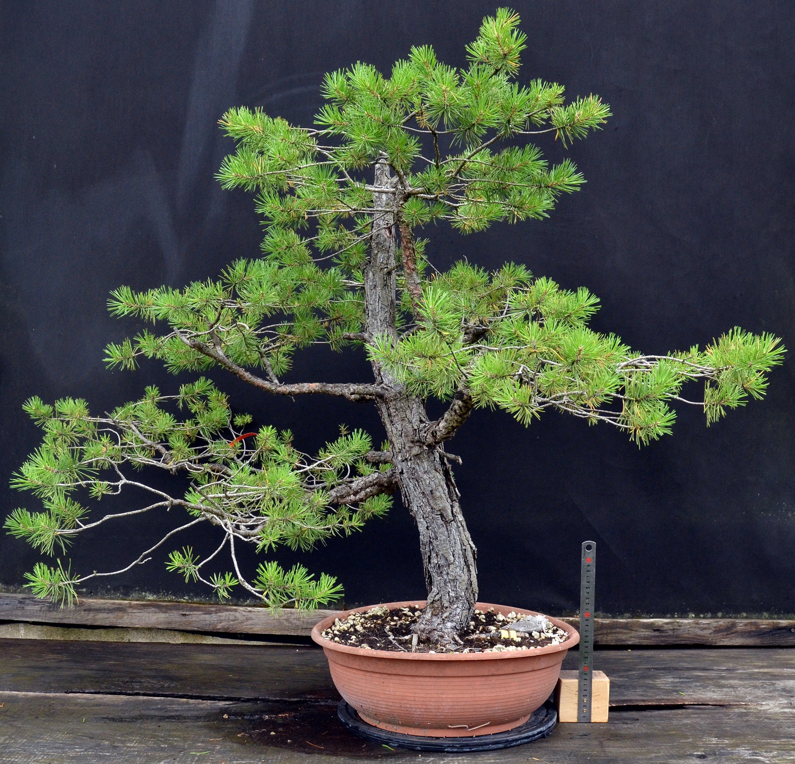 Pinus 009