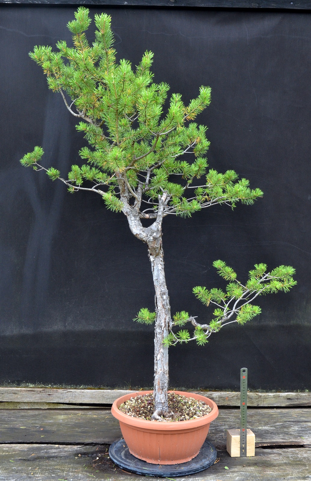 Pinus 016