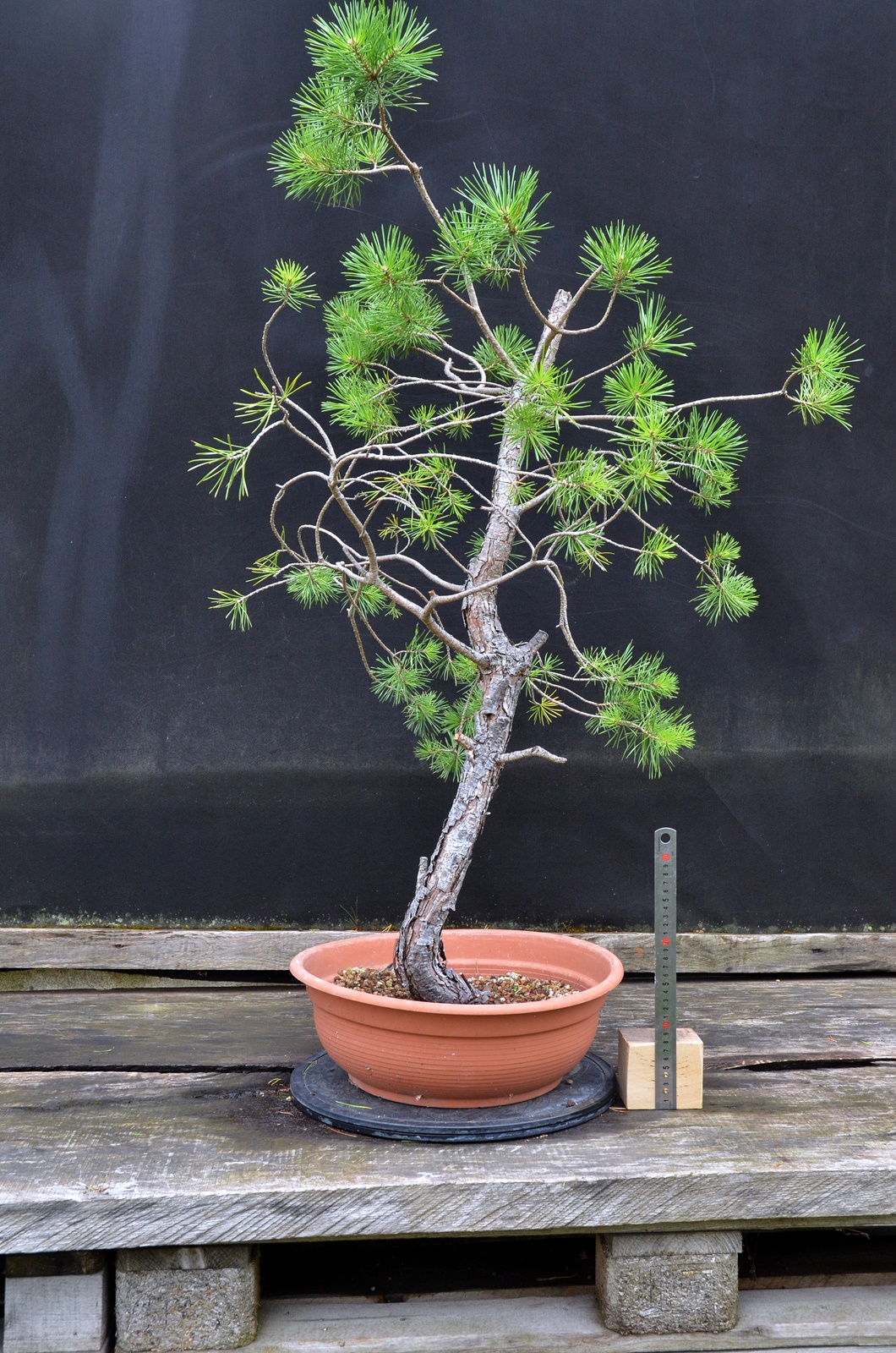 Pinus 017