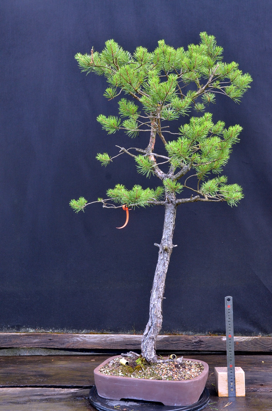 Pinus 023