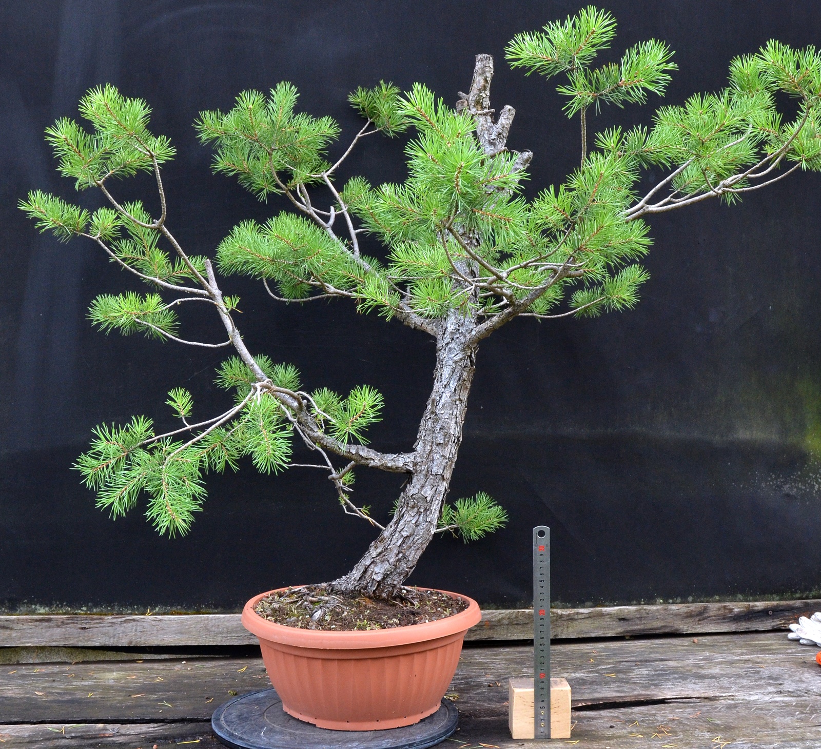 Pinus 033