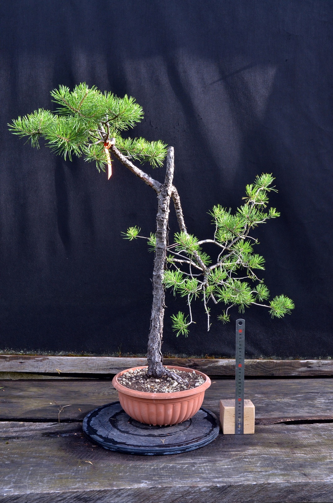 Pinus 038