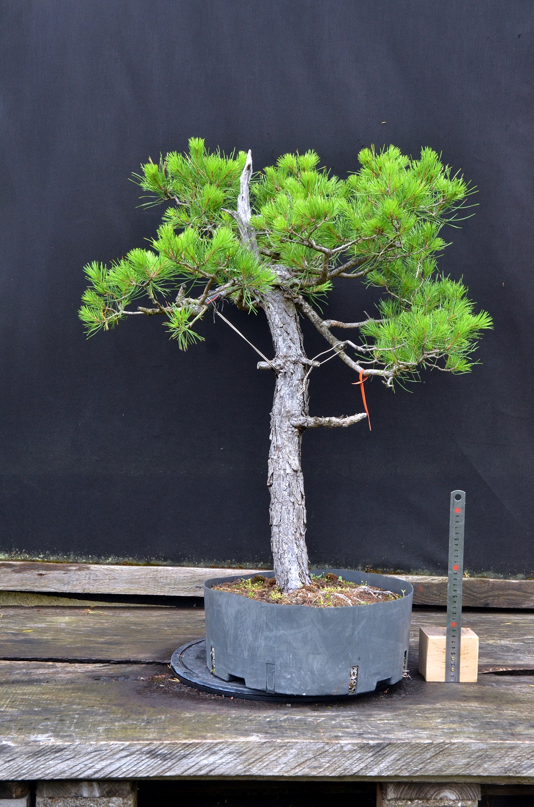 Pinus 041