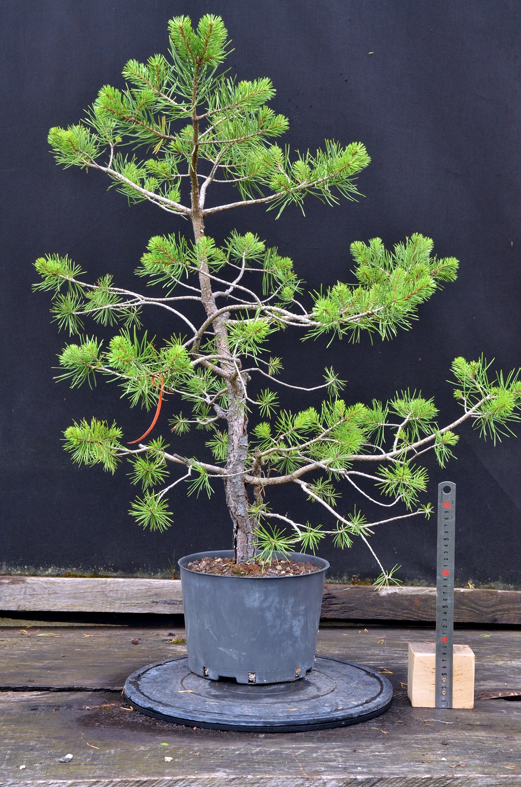 Pinus 053