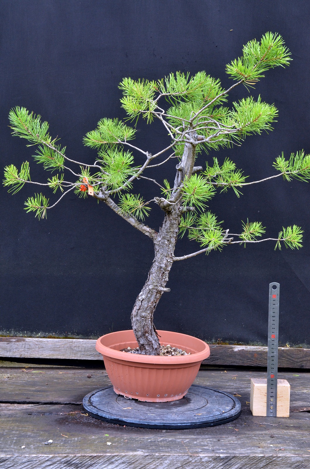 Pinus 054