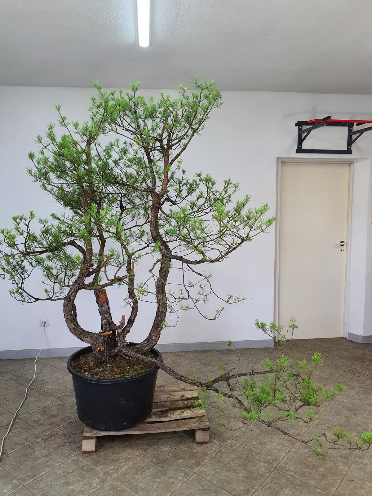 Pinus sylvestris niwaki