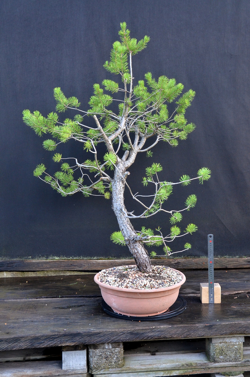 Pinus sylvestris 057