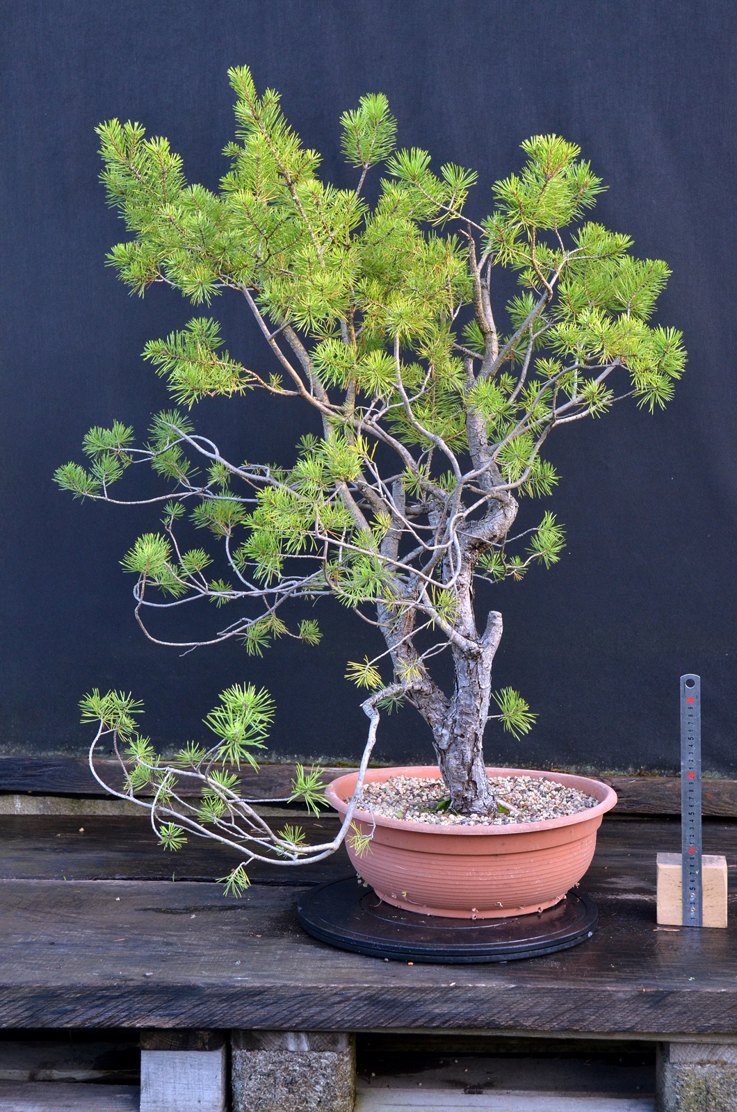 Pinus sylvestris 058
