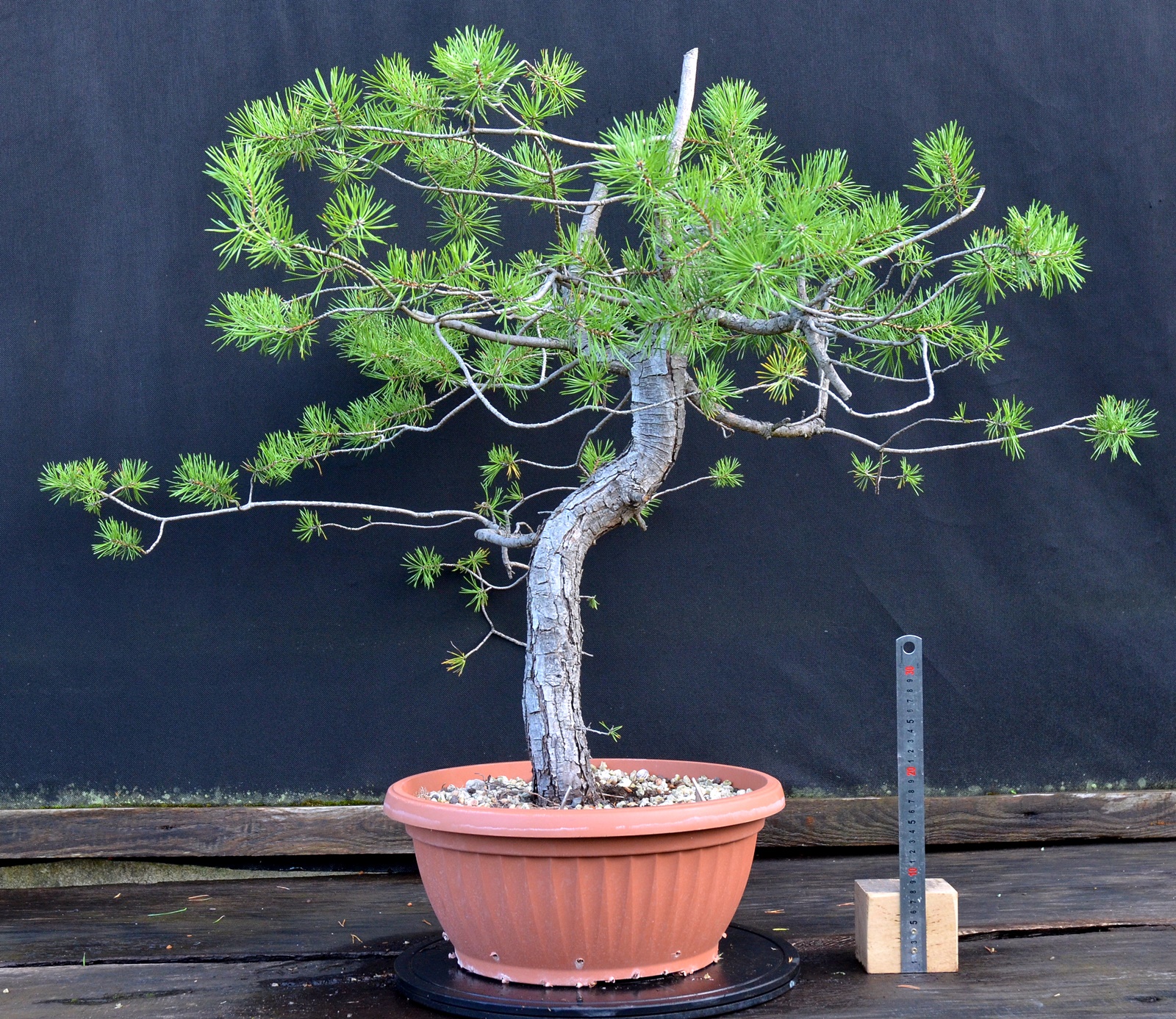 Pinus sylvestris 059
