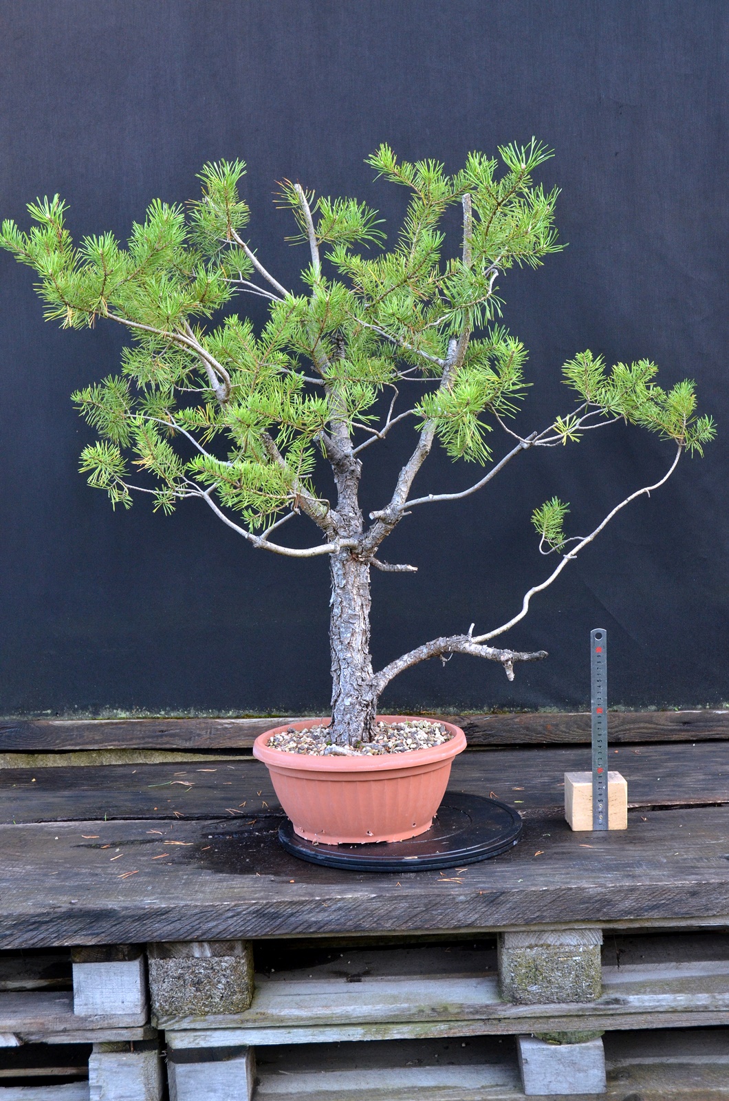 Pinus sylvestris 060