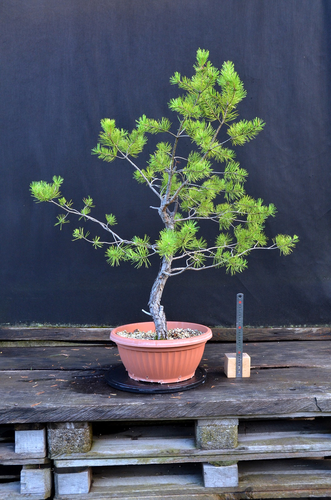 Pinus sylvestris 061