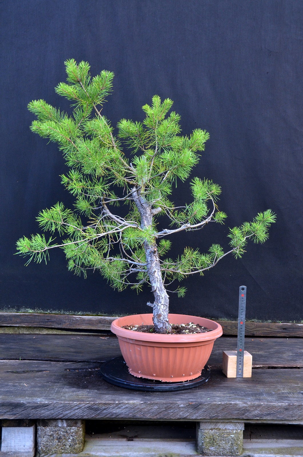 Pinus sylvestris 062