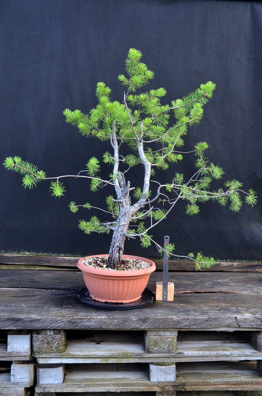 Pinus sylvestris 063