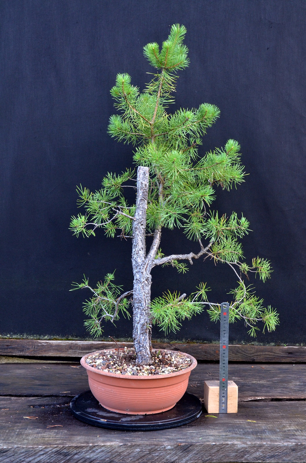 Pinus sylvestris 064