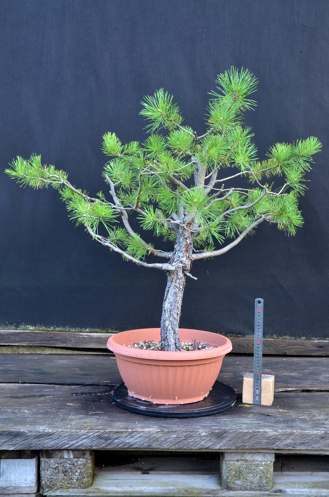 Pinus sylvestris 065