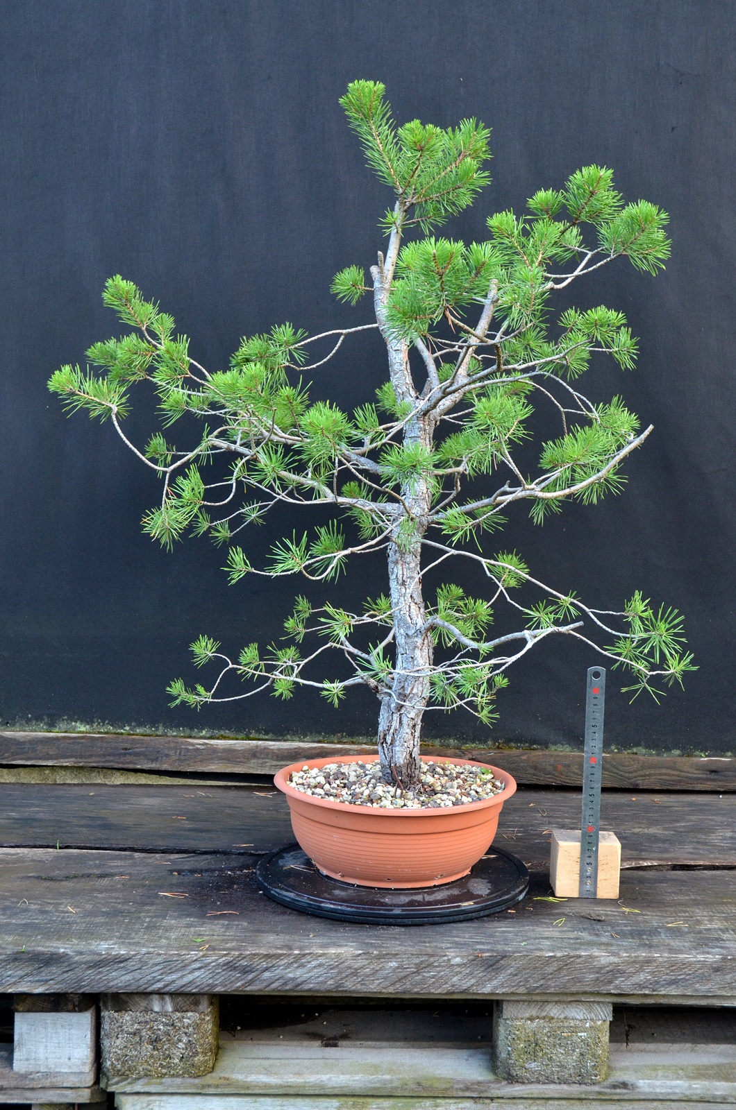 Pinus sylvestris 066