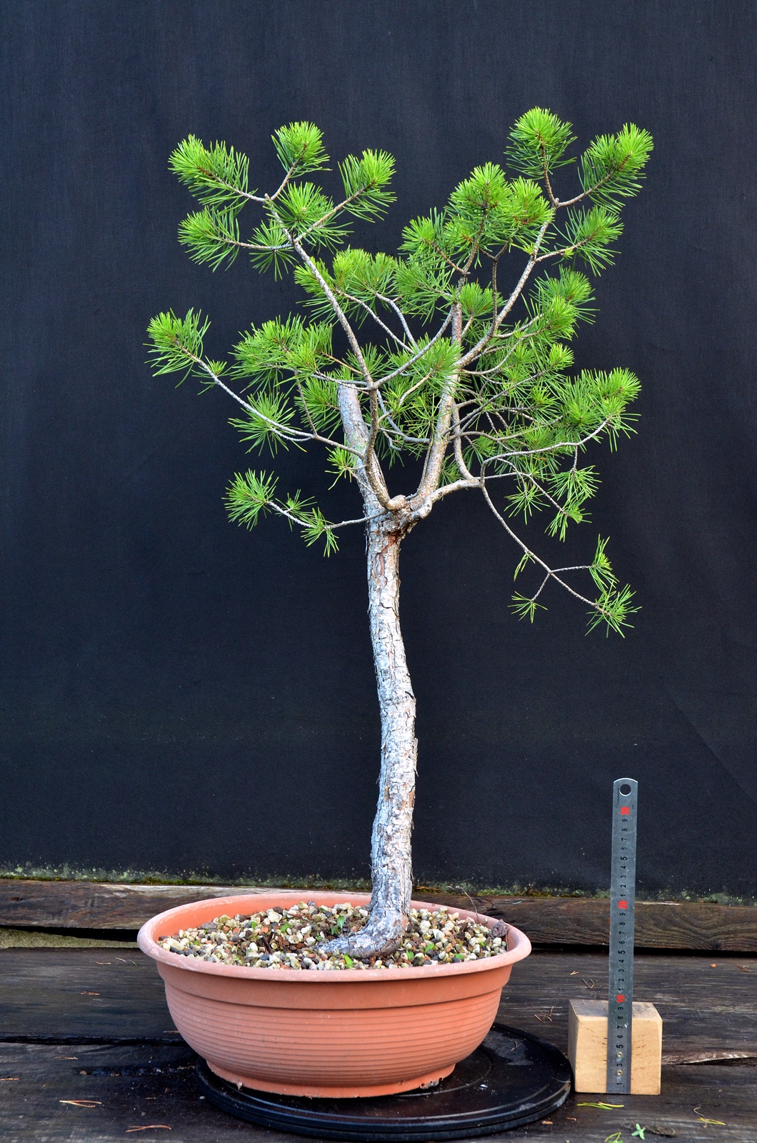 Pinus sylvestris 068
