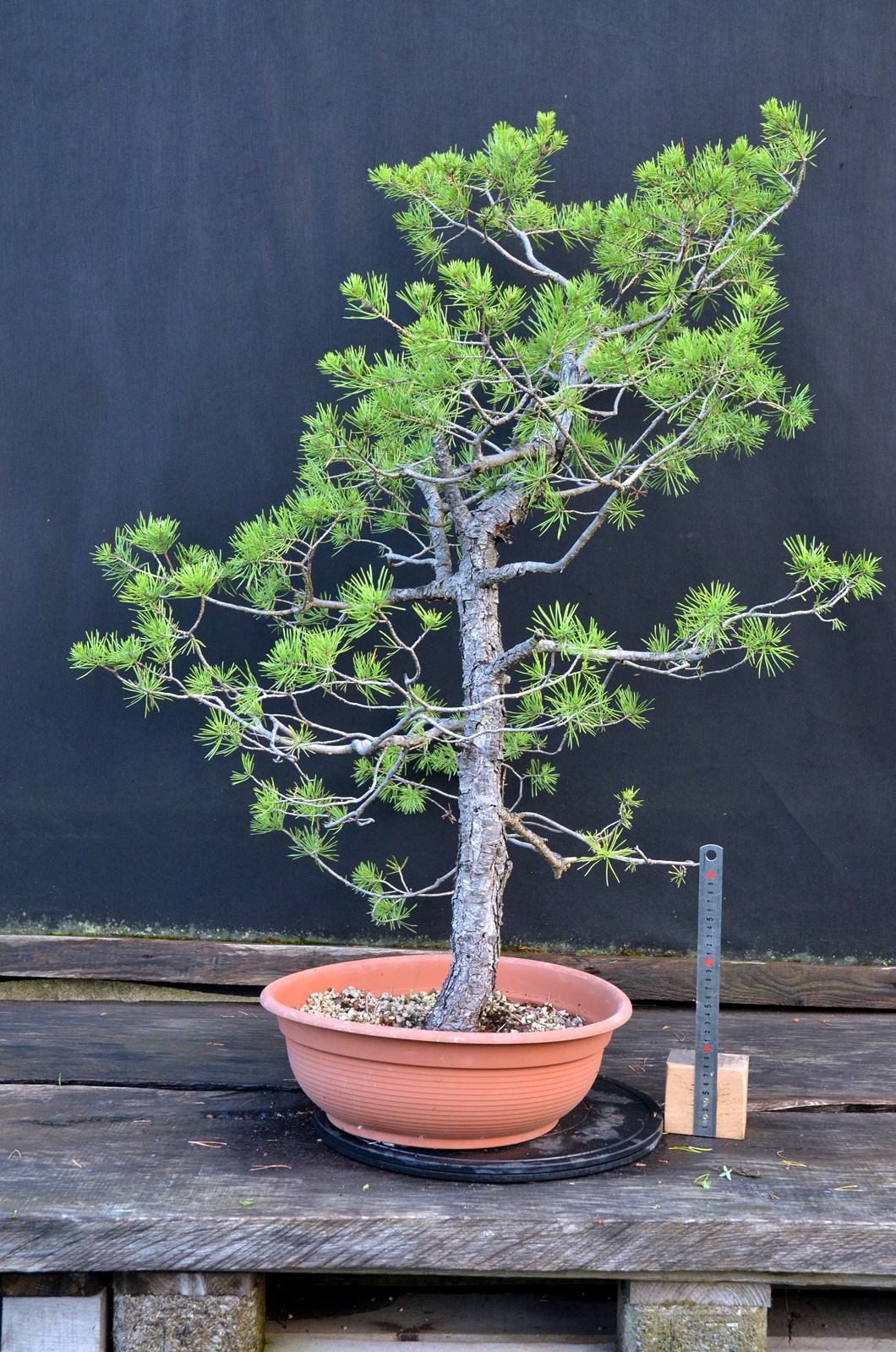 Pinus sylvestris 069