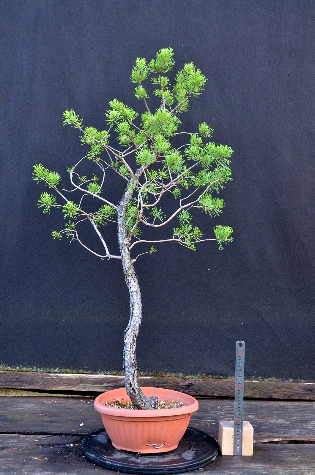 Pinus sylvestris 070