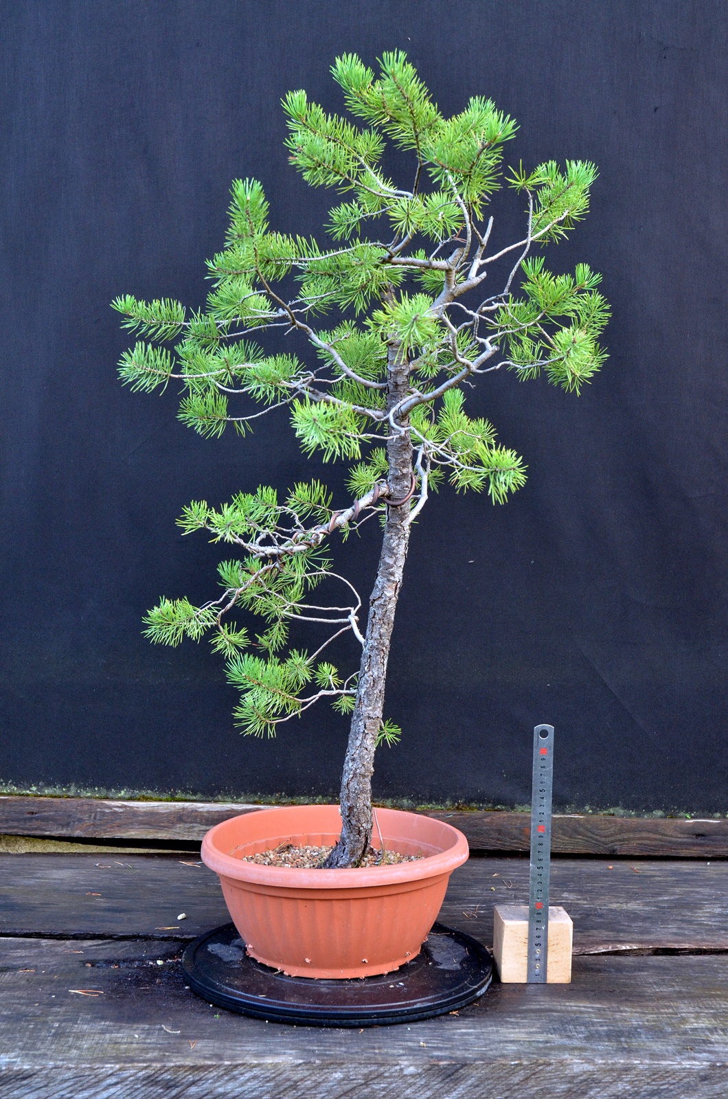 Pinus sylvestris 071