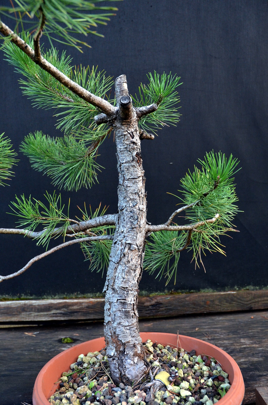 Pinus mugo 05