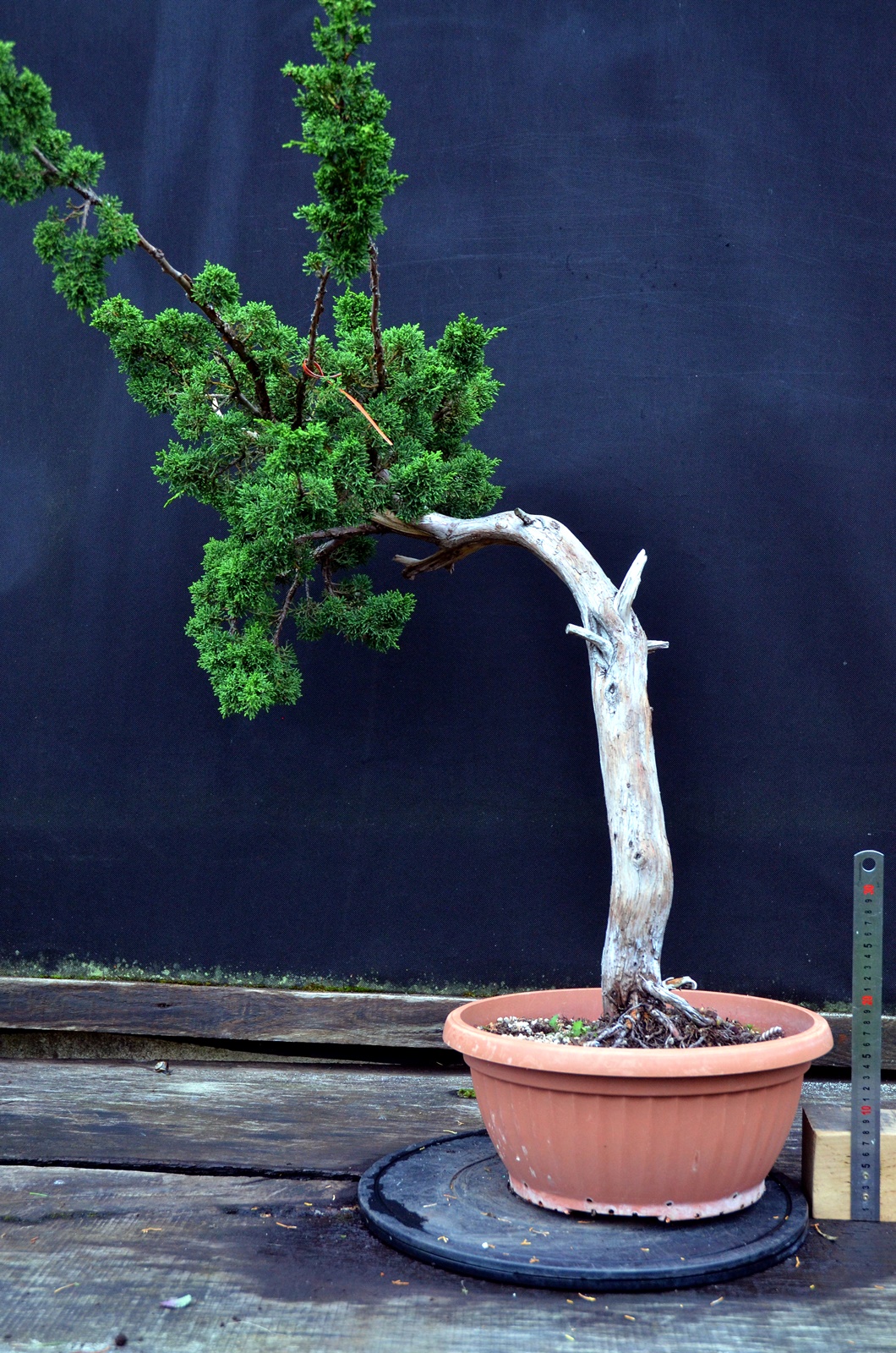 Juniperus chinensis 12