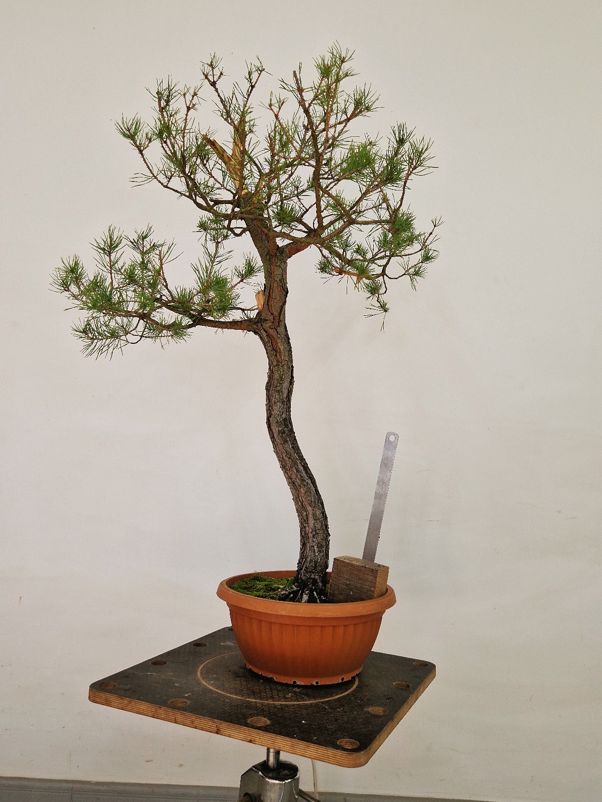 Pinus a02
