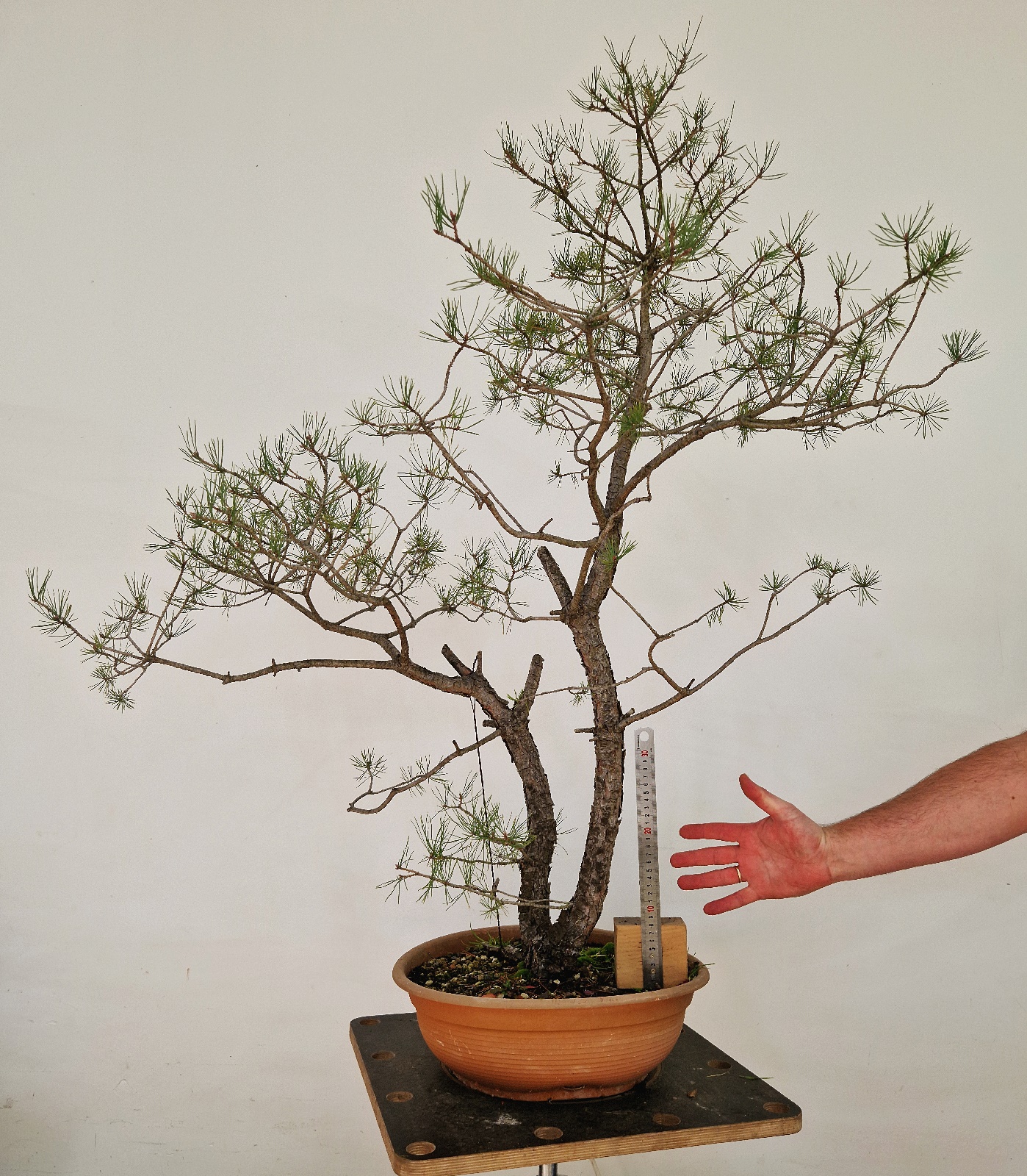 Pinus a03