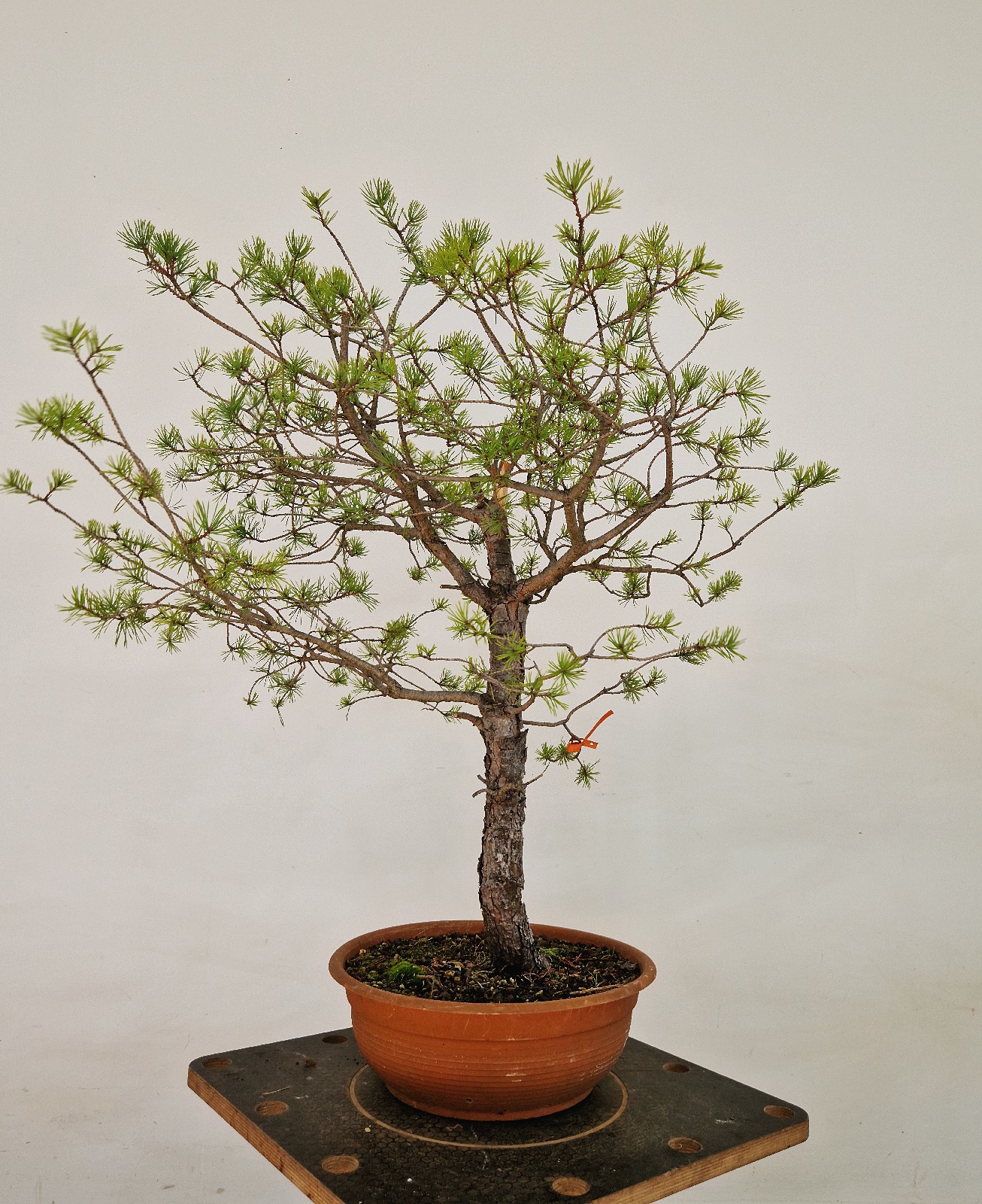 Pinus a04