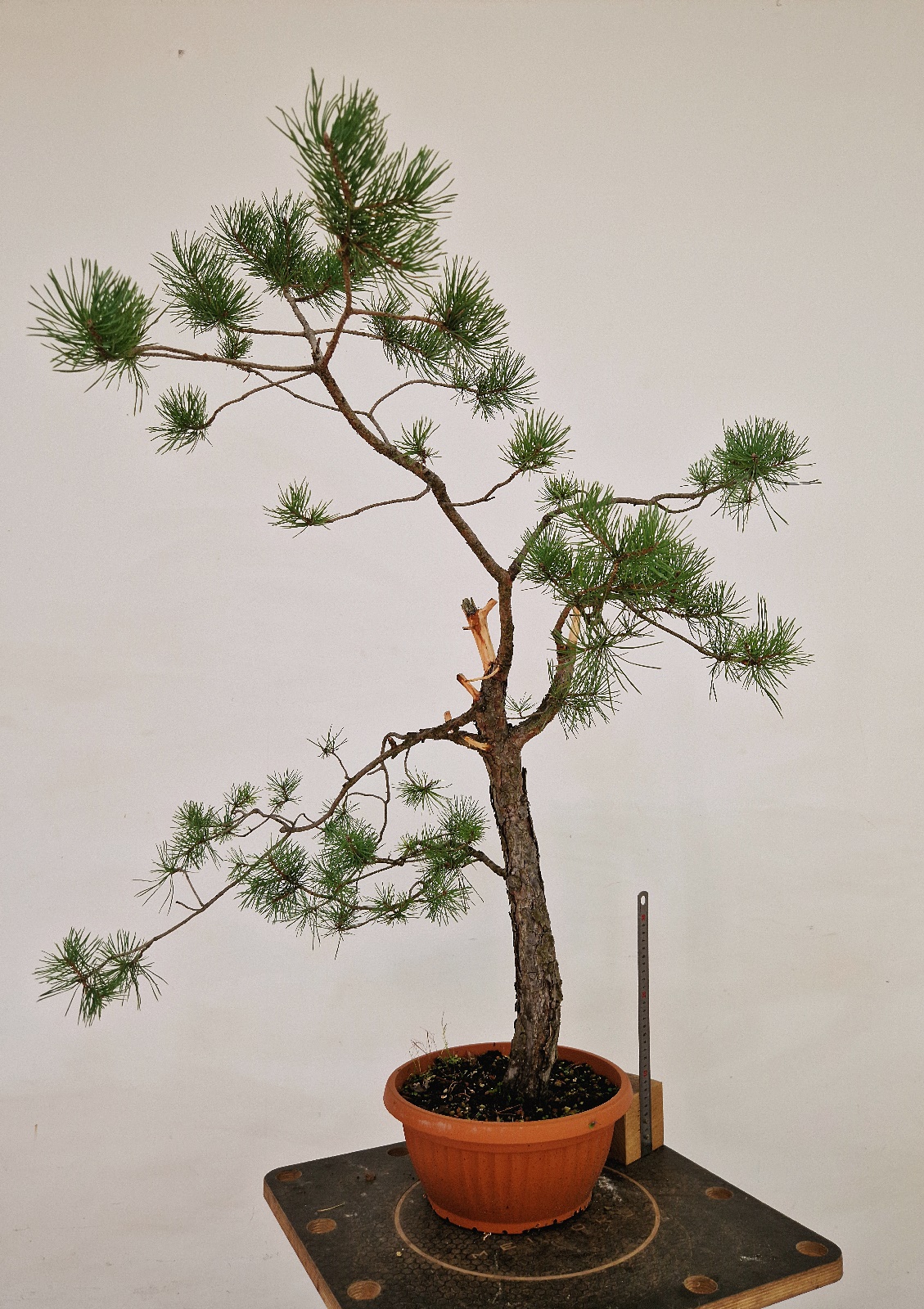 Pinus a05