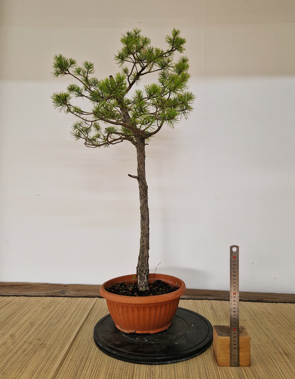 Pinus a09