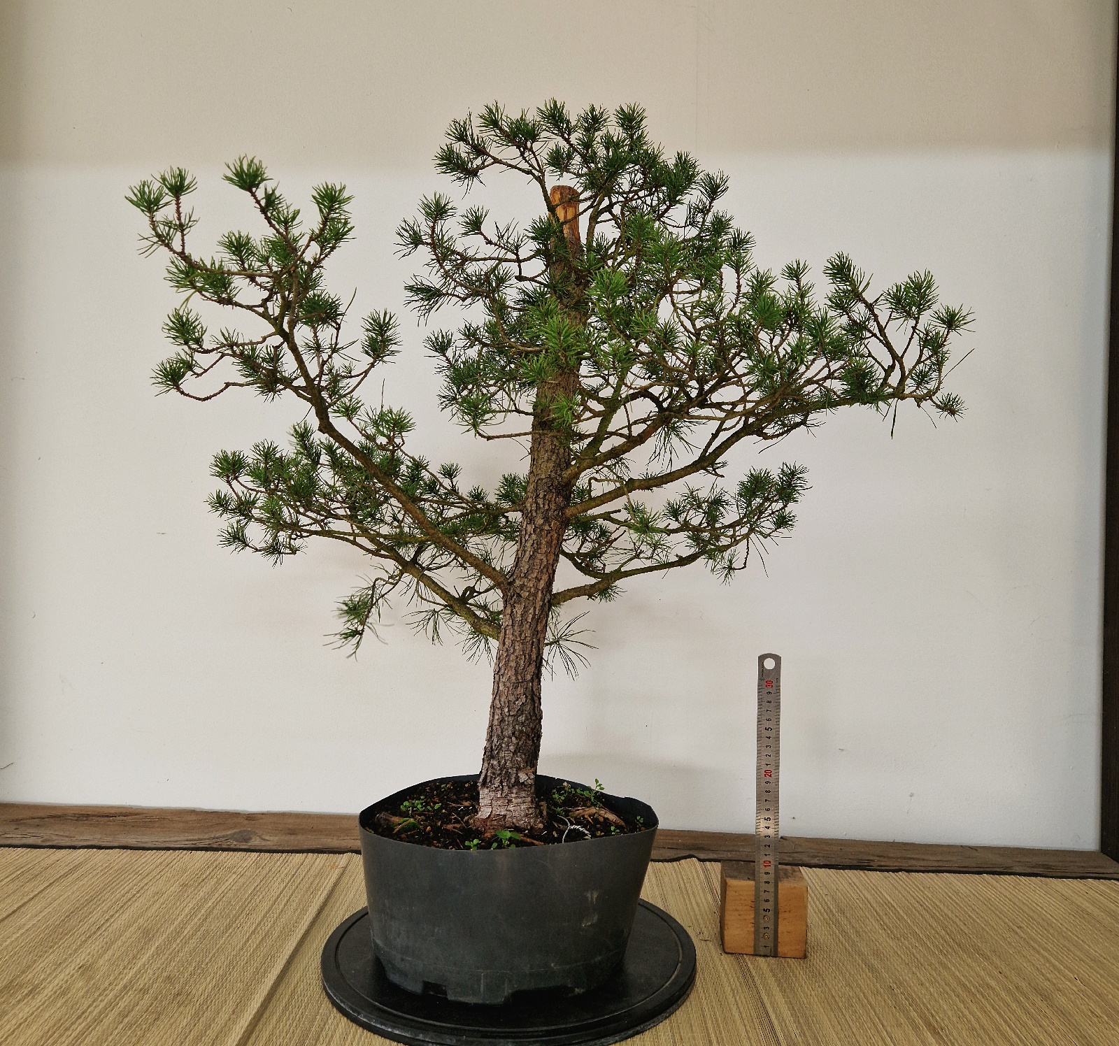 Pinus a11 Banksiana