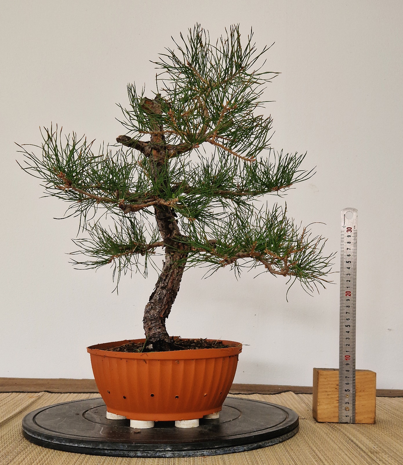 Pinus a12