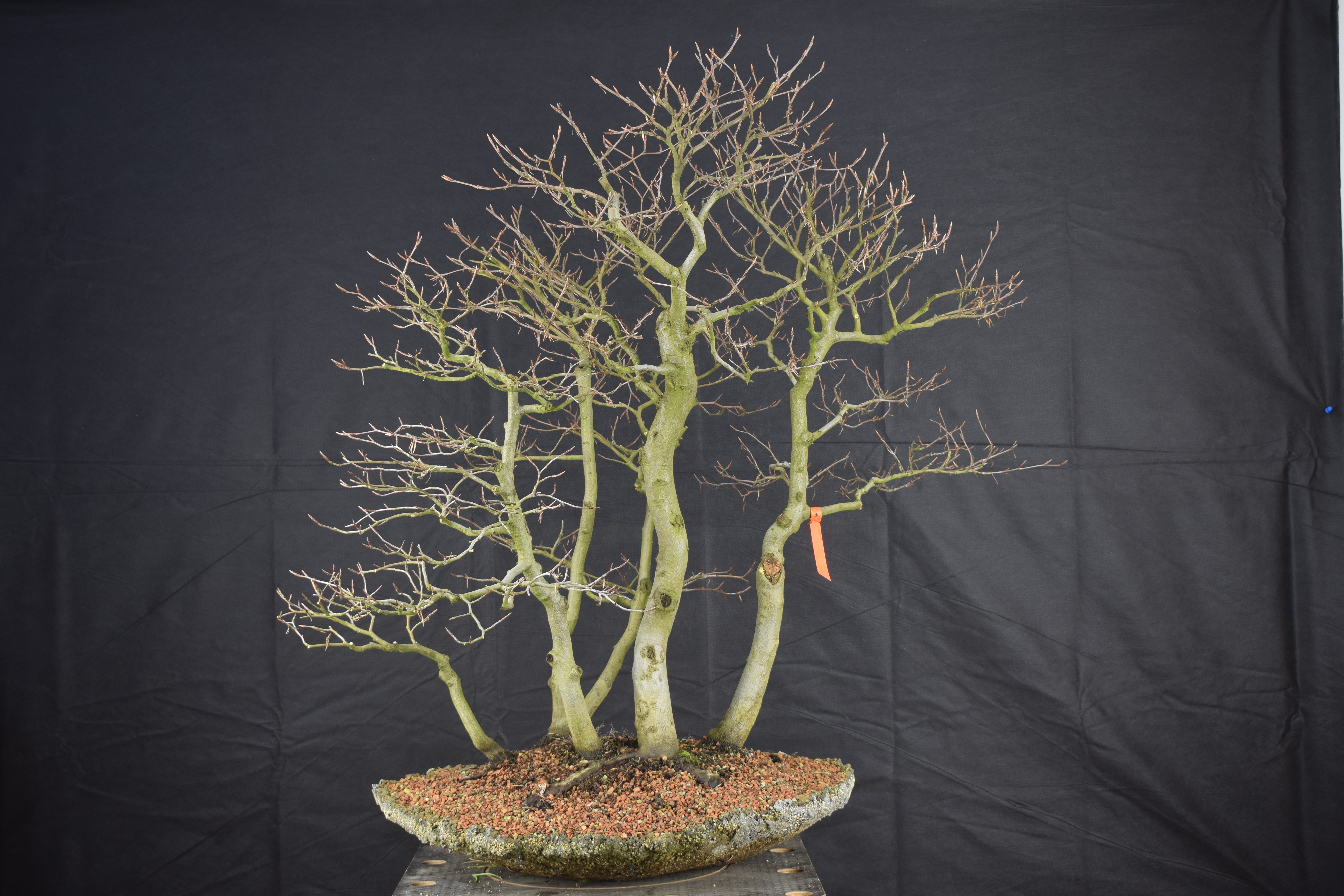 Fagus 01