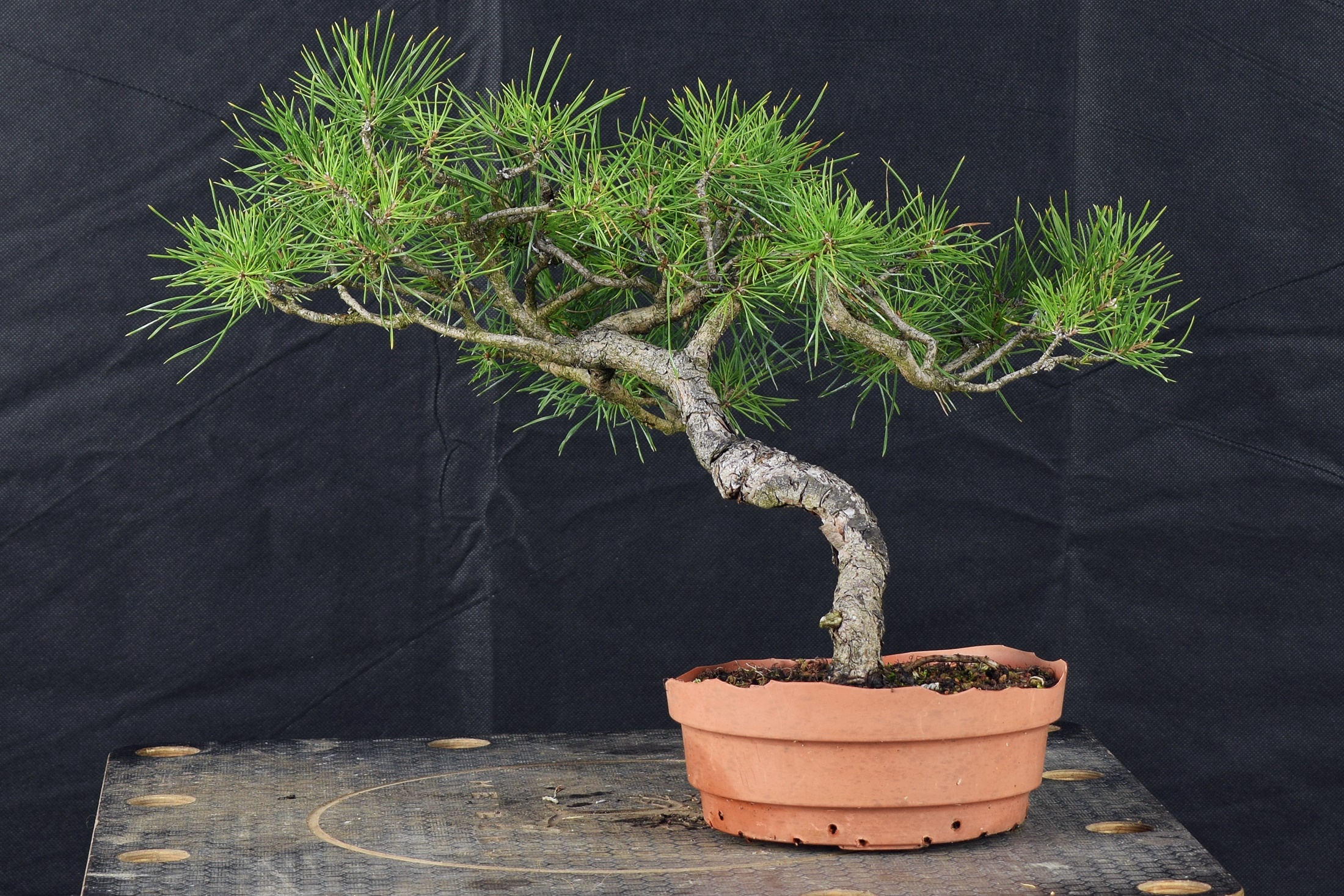 Pinus a17