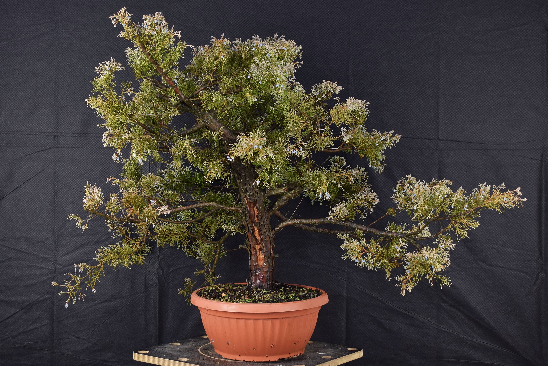 Juniperus 06