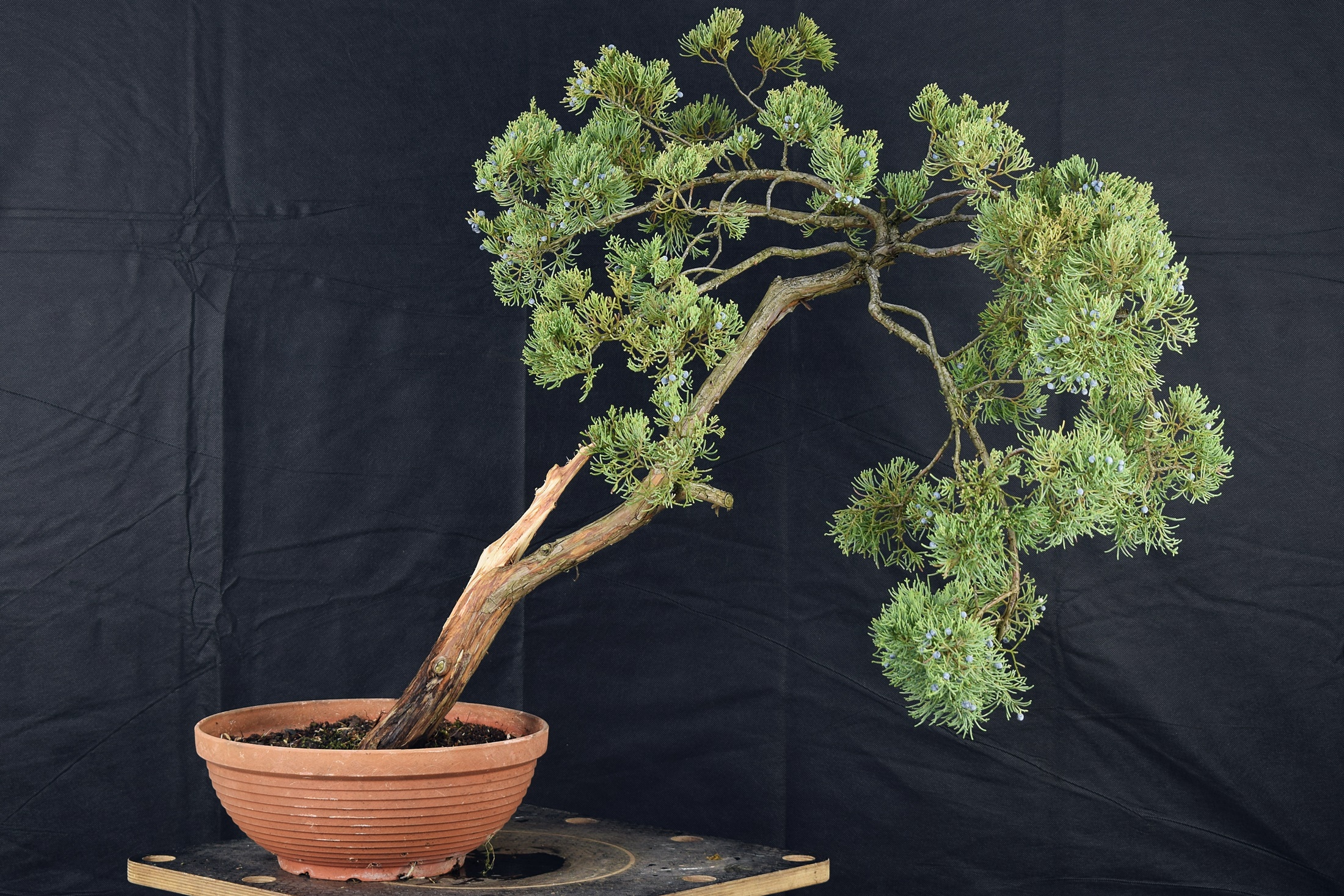 Juniperus 08