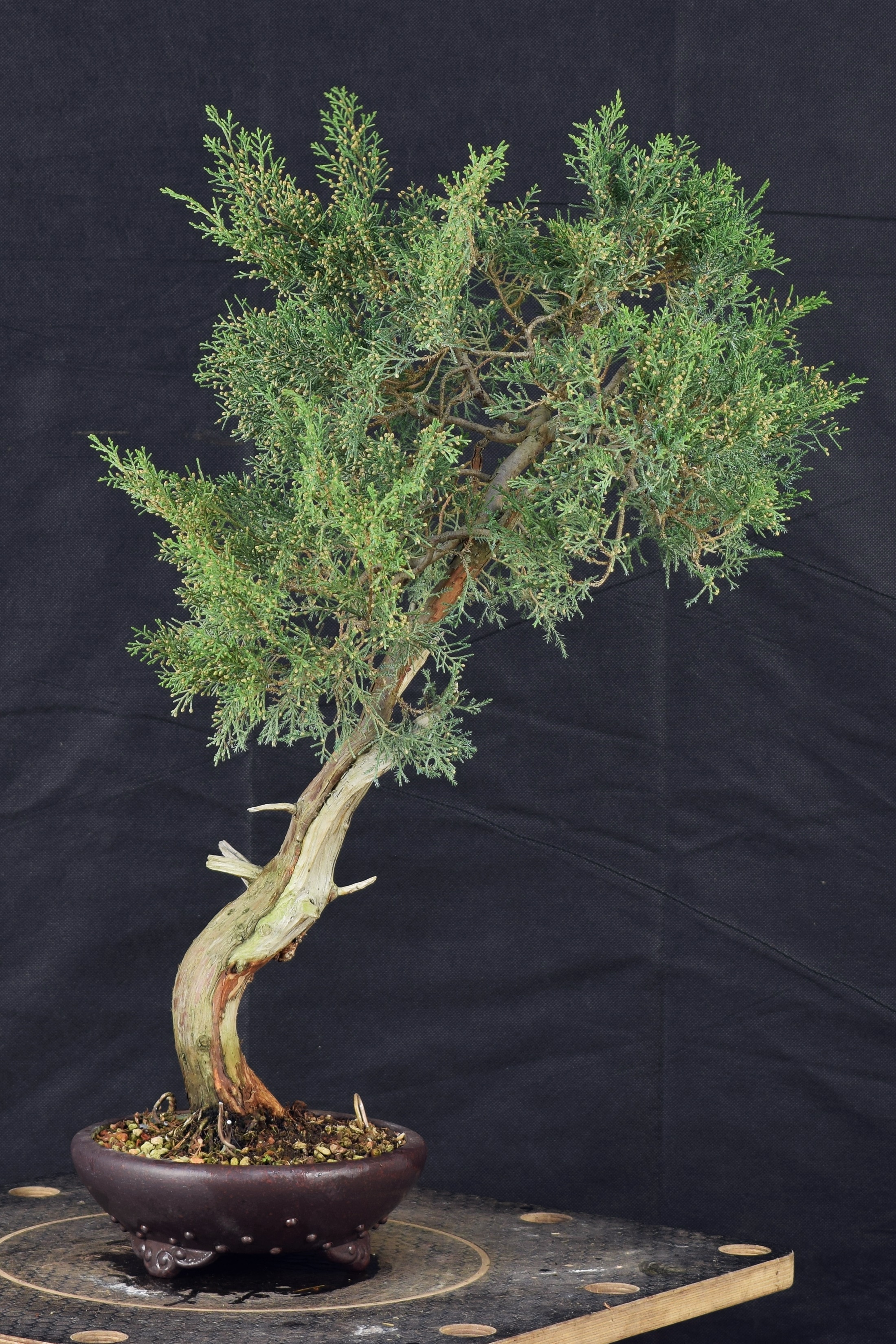 Juniperus 09