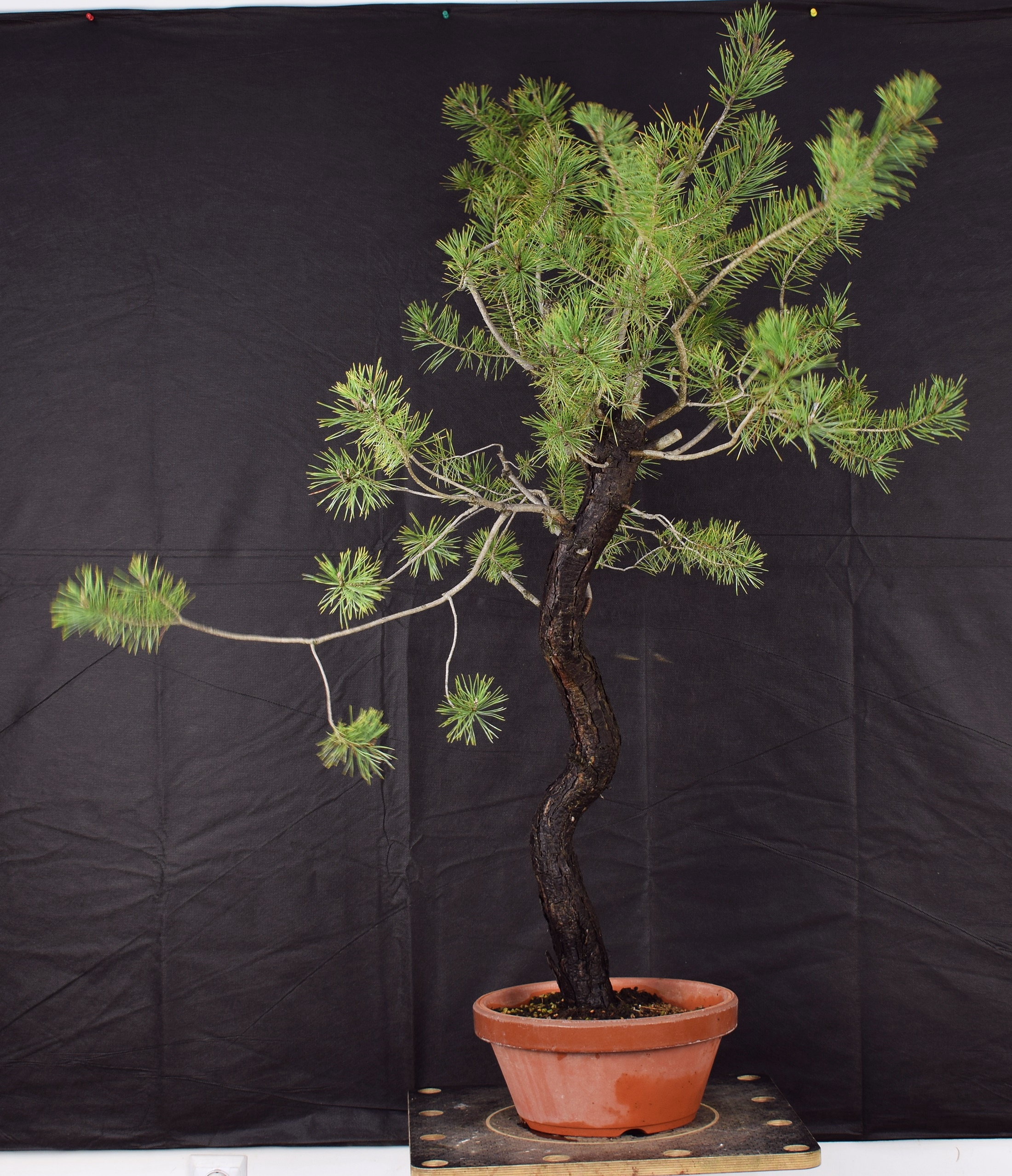 Pinus a19