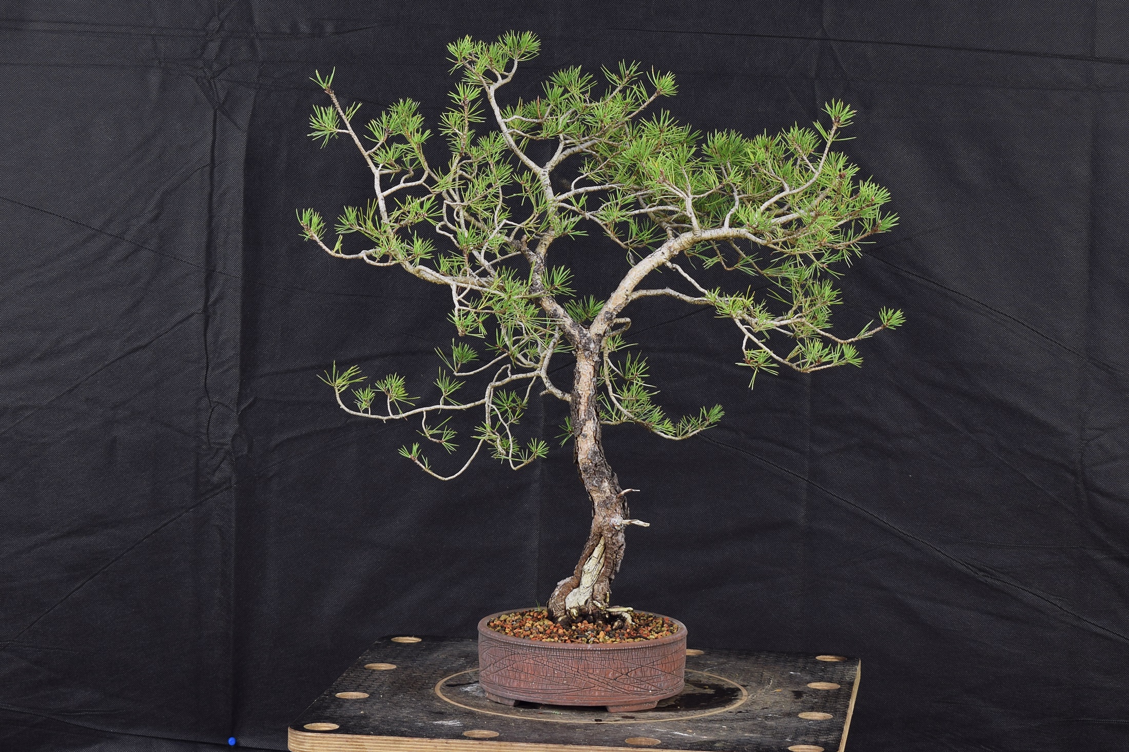 Pinus a22