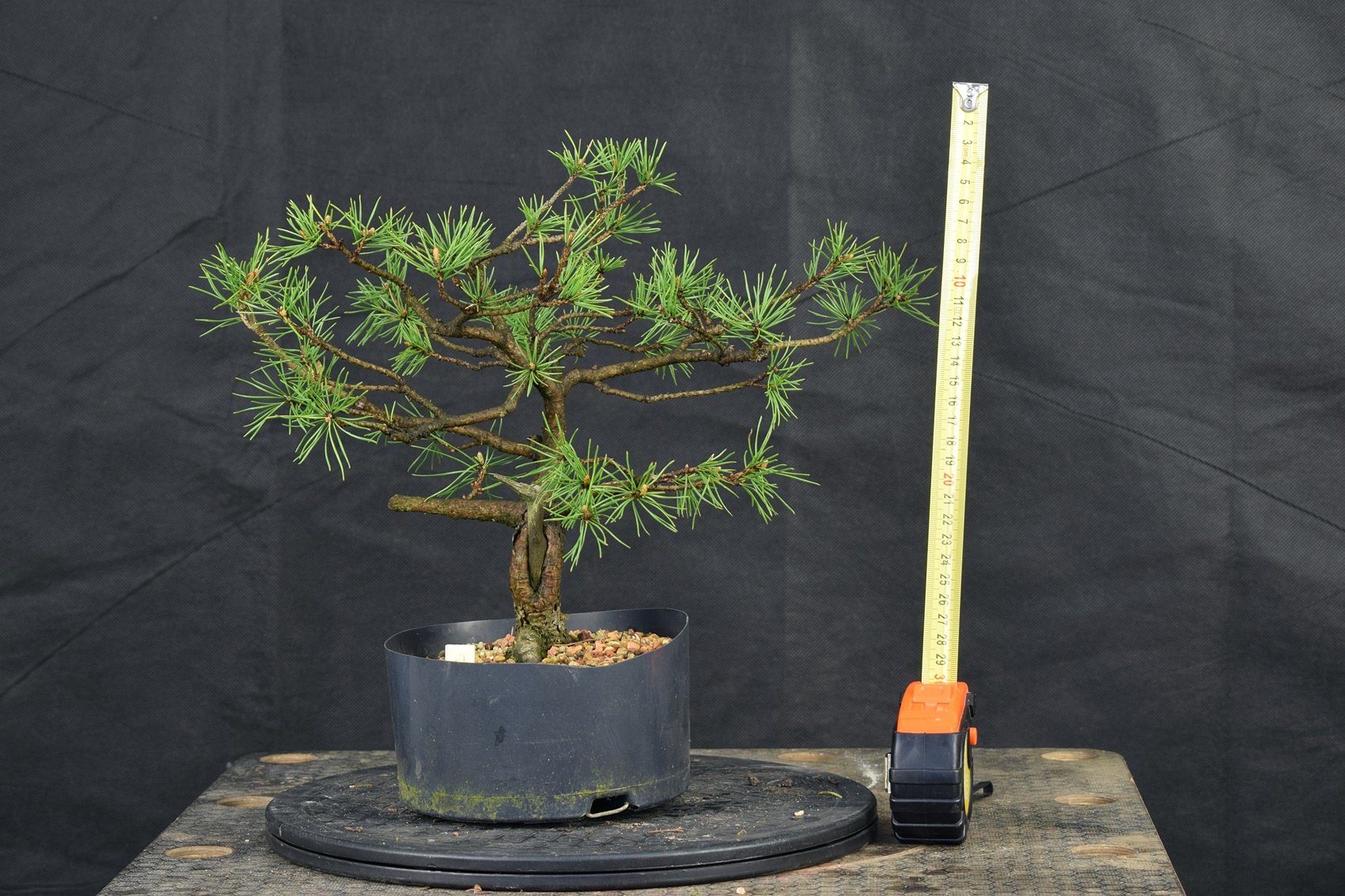 Pinus 156