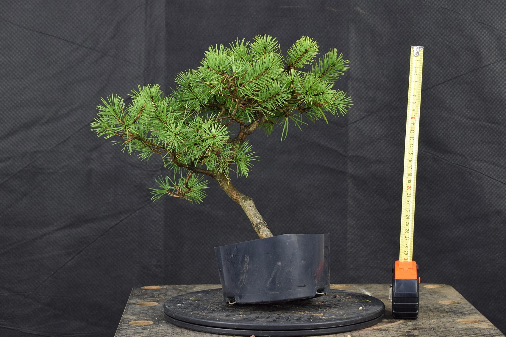 Pinus 157