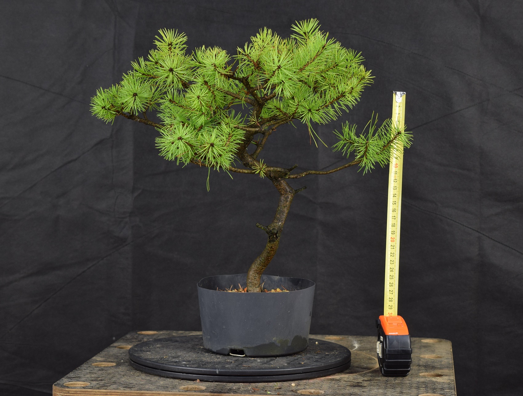 Pinus 158