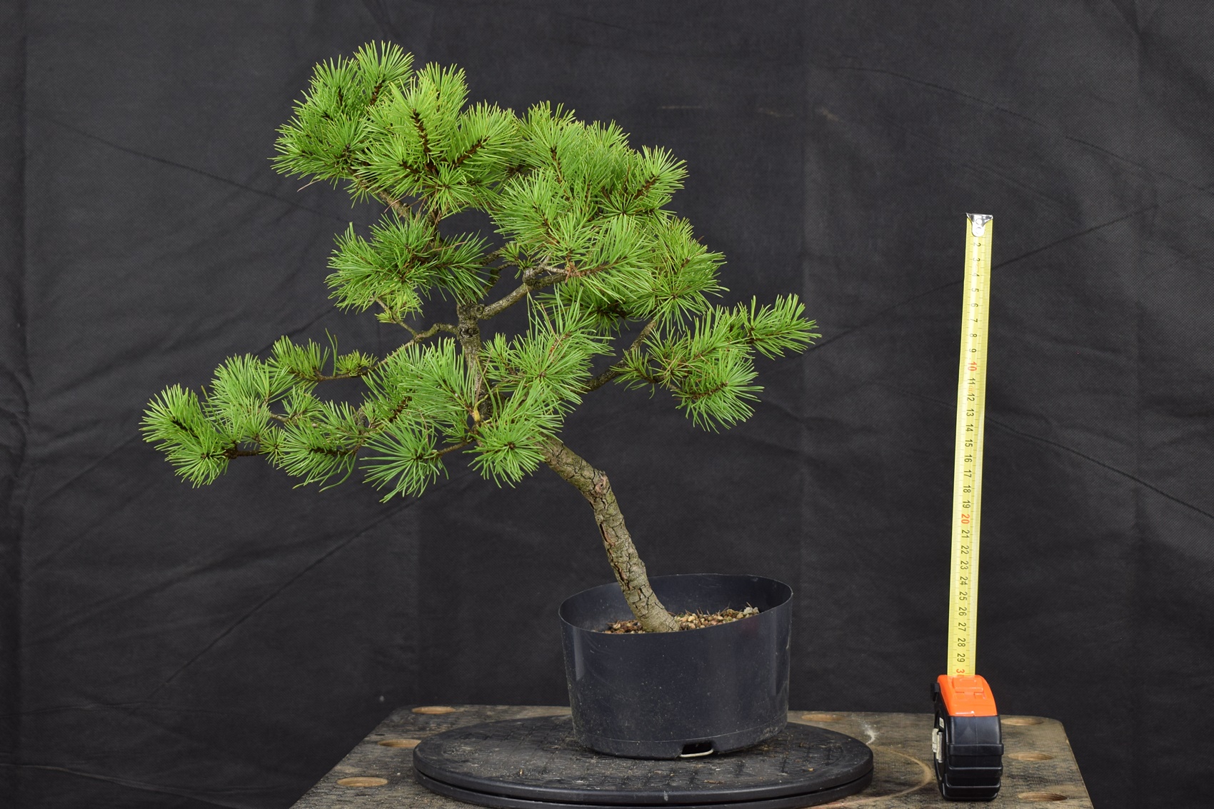 Pinus 160